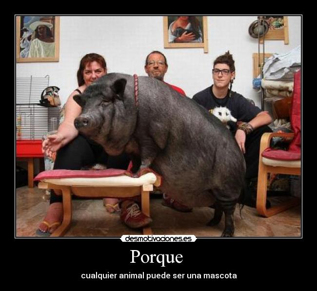 Porque  - 