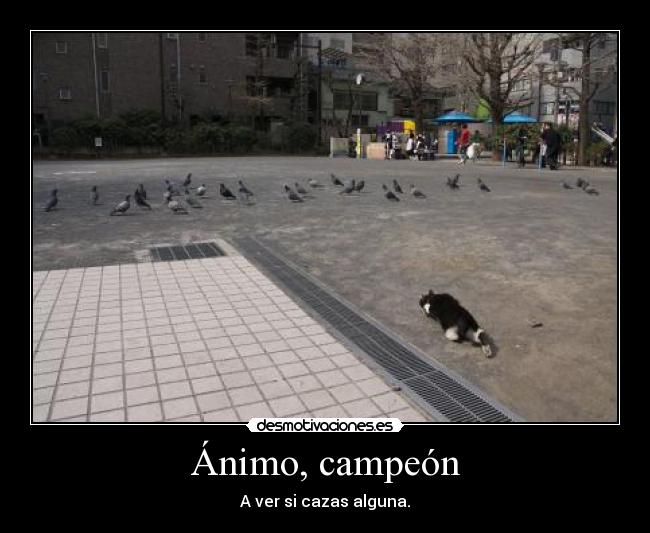 Ánimo, campeón - 