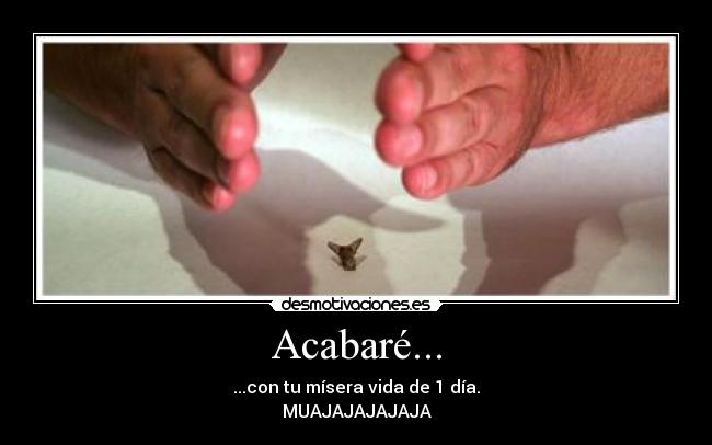 carteles mosca desmotivaciones