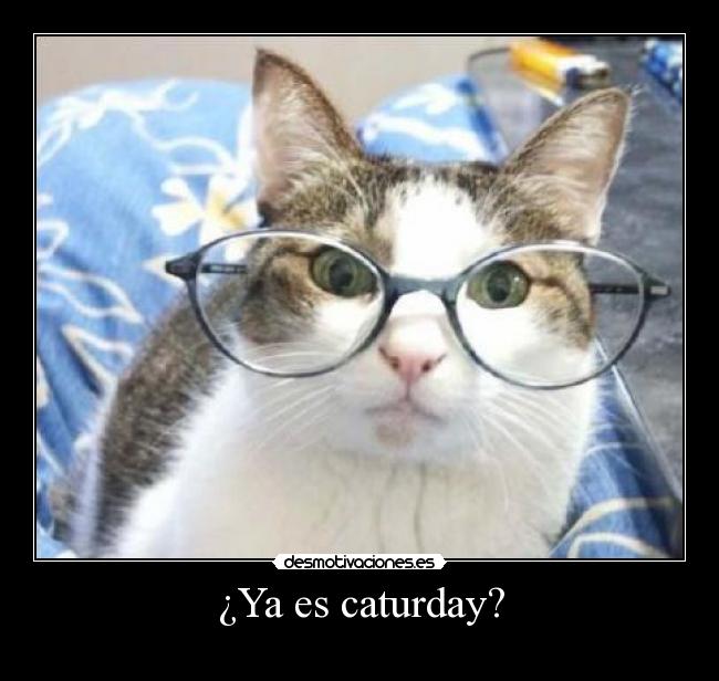 ¿Ya es caturday? -