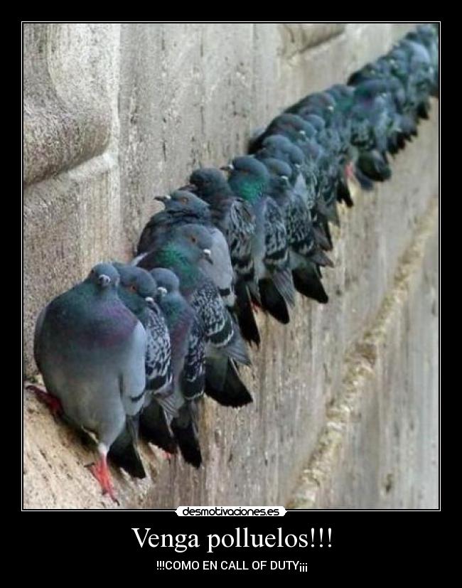 Venga polluelos!!! - 