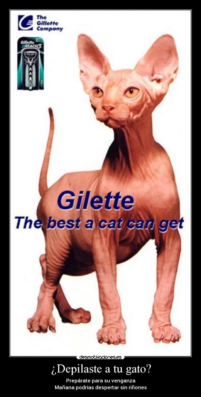 ¿Depilaste a tu gato? - Prepárate para su venganza
Mañana podrías despertar sin riñones