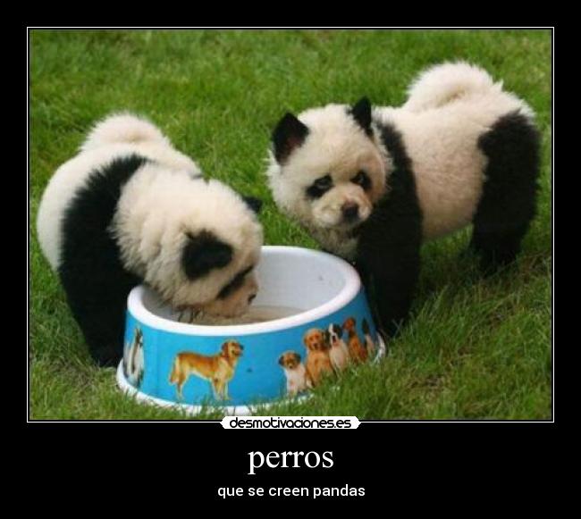 carteles kakachi pefecama desmotivaciones