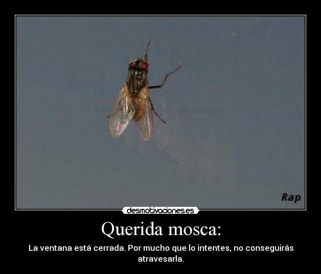 Querida mosca: - La ventana está cerrada. Por mucho que lo intentes, no conseguirás atravesarla.