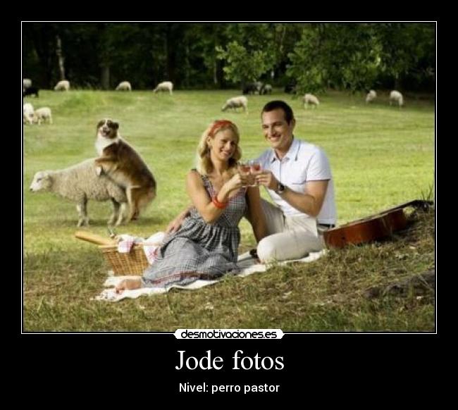 Jode fotos - Nivel: perro pastor