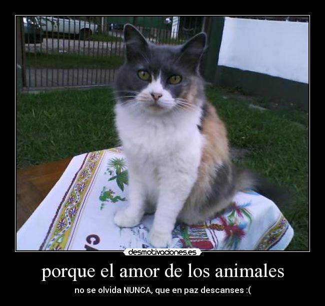 porque el amor de los animales - no se olvida NUNCA, que en paz descanses :(