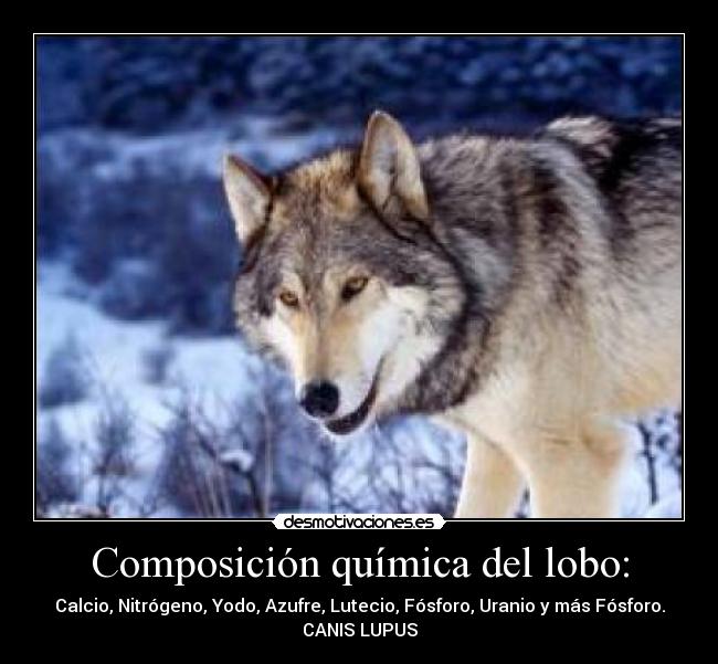 Composición química del lobo: -