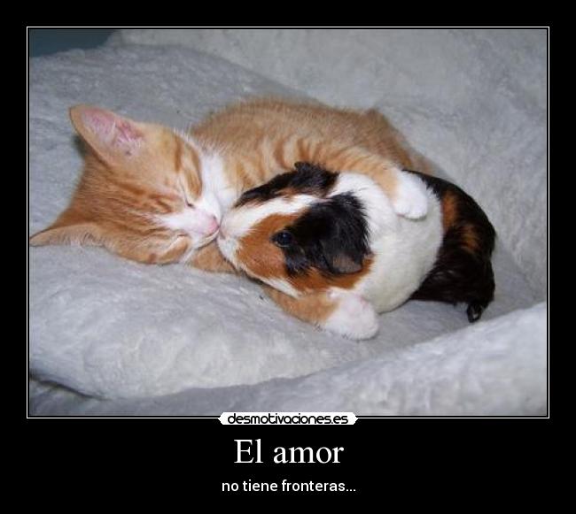 El amor - 