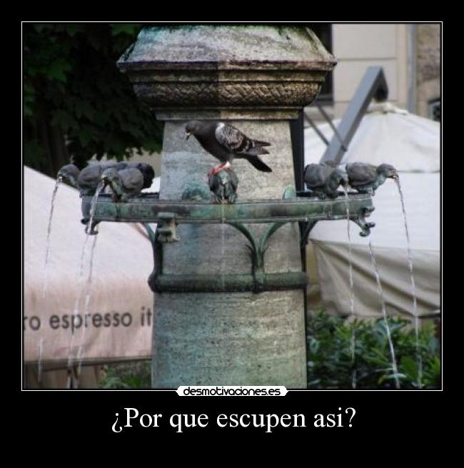 carteles palomas escupir desmotivaciones