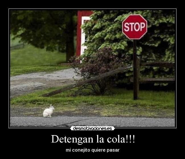 Detengan la cola!!! - mi conejito quiere pasar