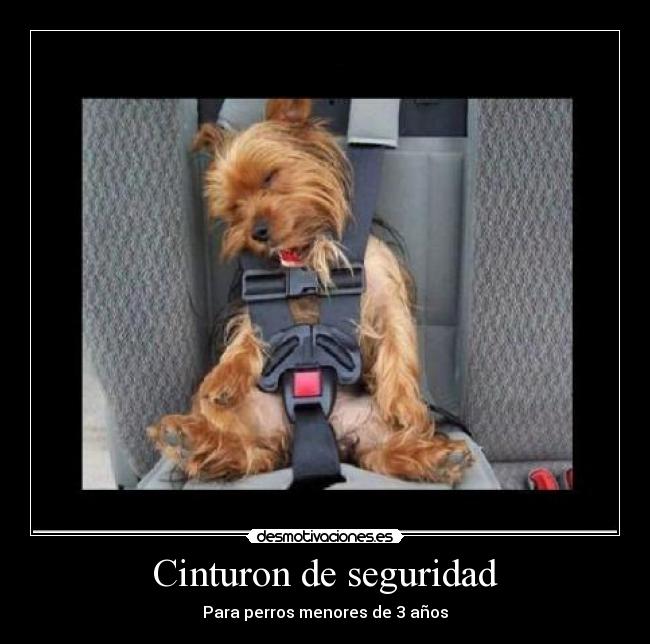 Cinturon de seguridad - 