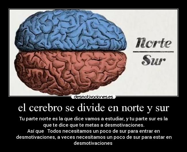el cerebro se divide en norte y sur - 