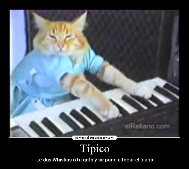 Típico - Le das Whiskas a tu gato y se pone a tocar el piano