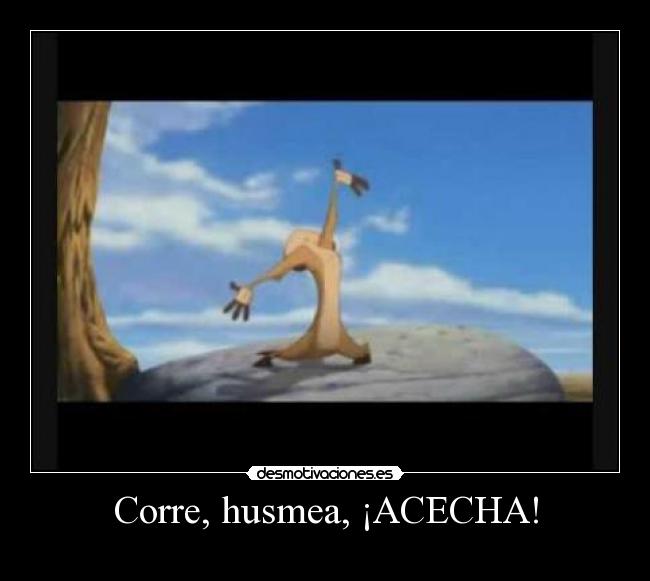 Corre, husmea, ¡ACECHA! -
