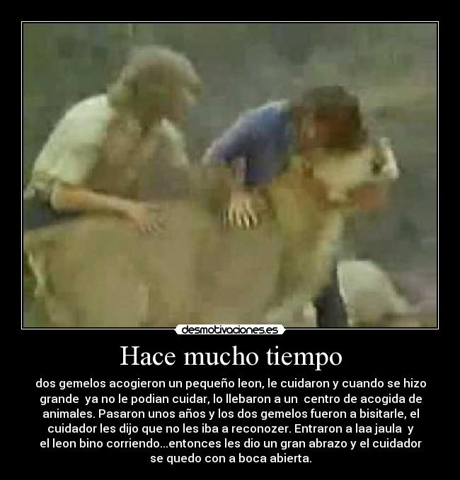 Hace mucho tiempo - dos gemelos acogieron un pequeño leon, le cuidaron y cuando se hizo
grande  ya no le podian cuidar, lo llebaron a un  centro de acogida de
animales. Pasaron unos años y los dos gemelos fueron a bisitarle, el
cuidador les dijo que no les iba a reconozer. Entraron a laa jaula  y
el leon bino corriendo...entonces les dio un gran abrazo y el cuidador
se quedo con a boca abierta.