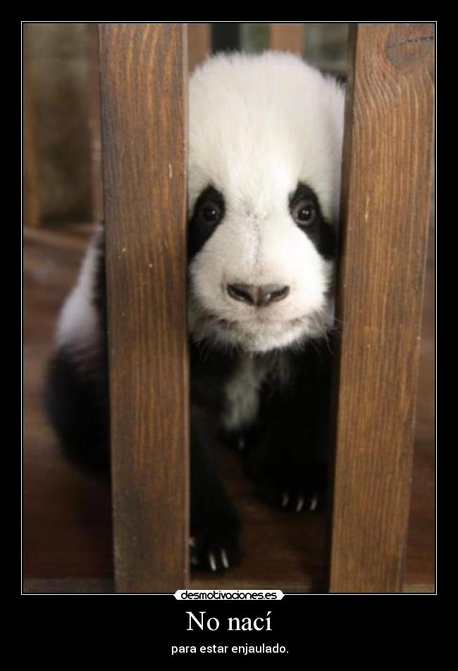 No nací - para estar enjaulado.