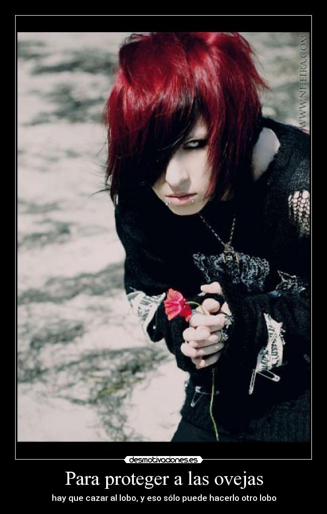 Para proteger a las ovejas - hay que cazar al lobo, y eso sólo puede hacerlo otro lobo