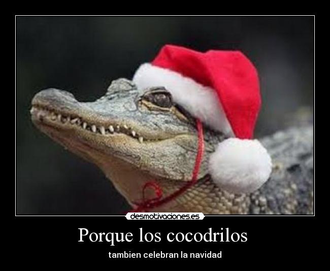 Porque los cocodrilos  - tambien celebran la navidad