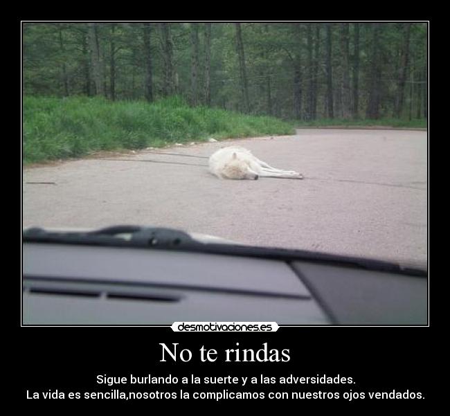 No te rindas - Sigue burlando a la suerte y a las adversidades.
La vida es sencilla,nosotros la complicamos con nuestros ojos vendados.