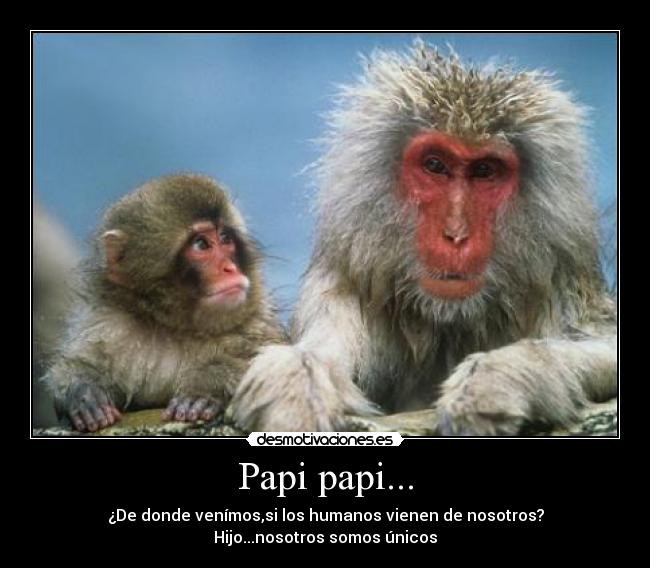 Papi papi... -