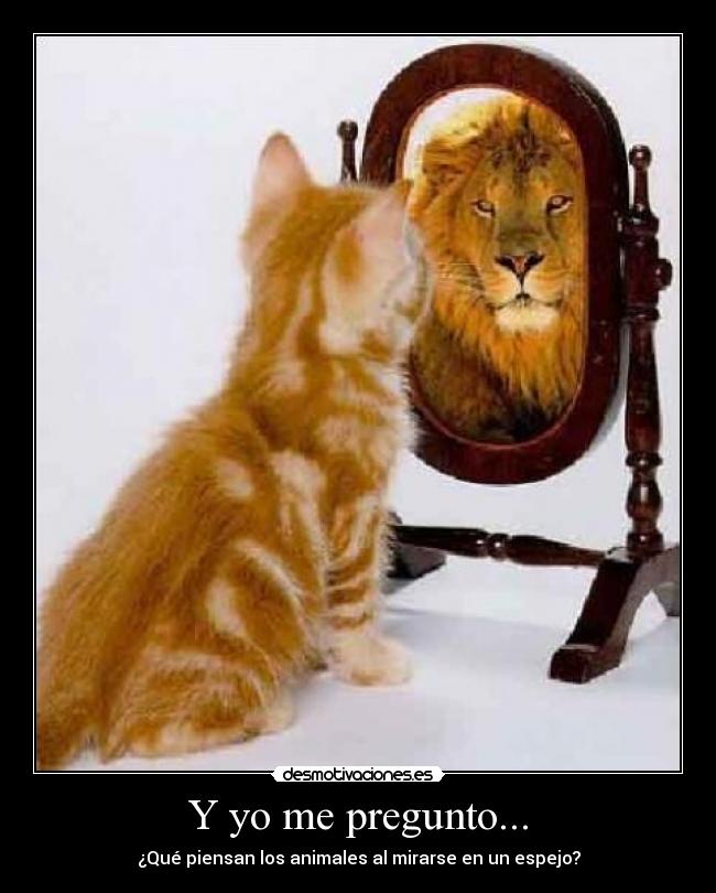 carteles pregunto desmotivaciones