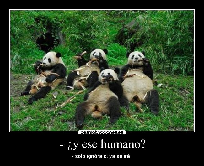 carteles pandas desmotivaciones