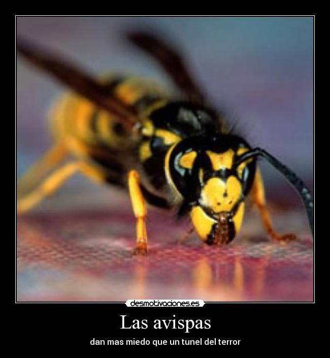 Las avispas - 