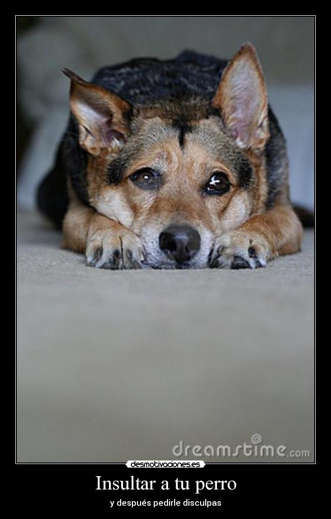 Insultar a tu perro - 