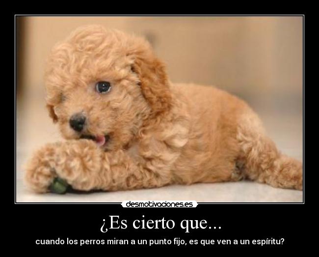 ¿Es cierto que... - 