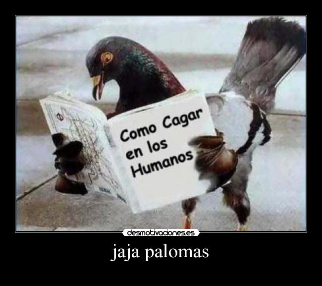 jaja palomas -