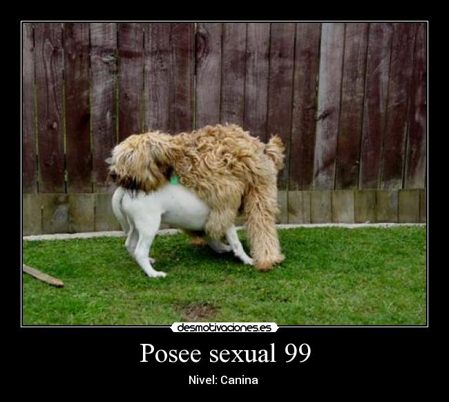 Posee sexual 99 - Nivel: Canina 