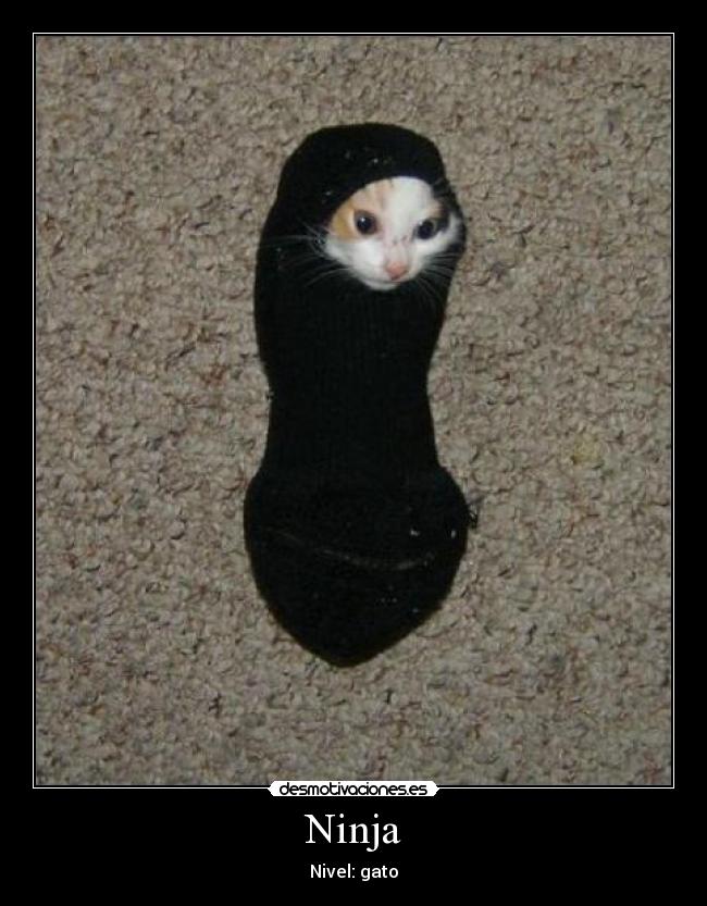 Ninja - Nivel: gato