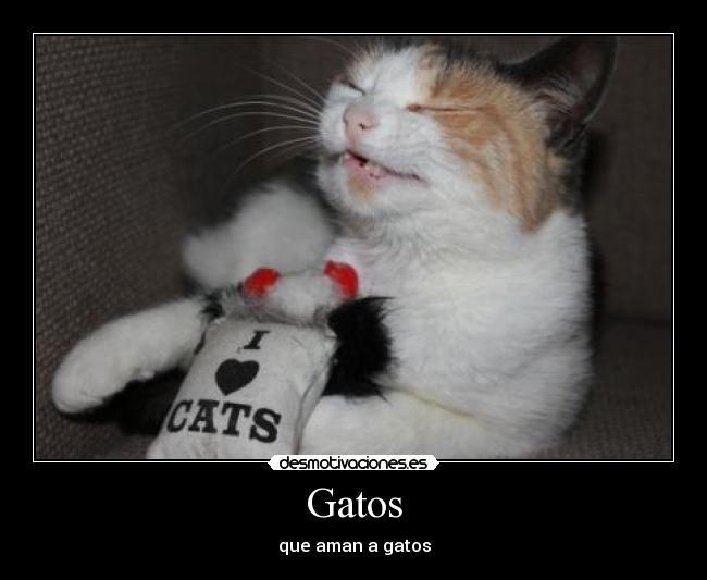 Gatos - 