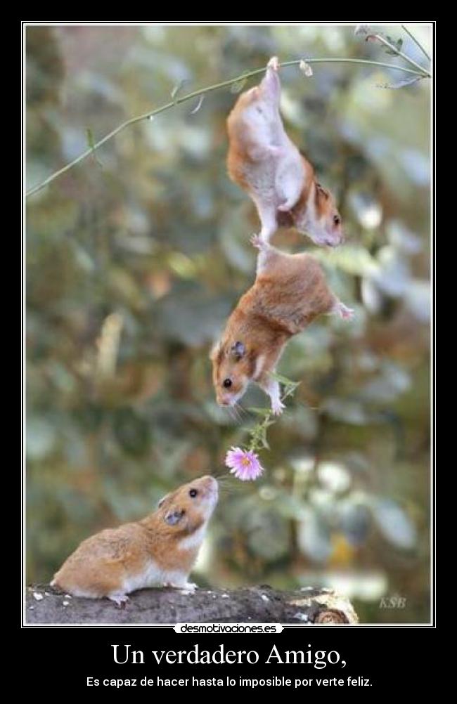 Un verdadero Amigo, - Es capaz de hacer hasta lo imposible por verte feliz.