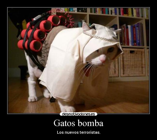 Gatos bomba - Los nuevos terroristas.