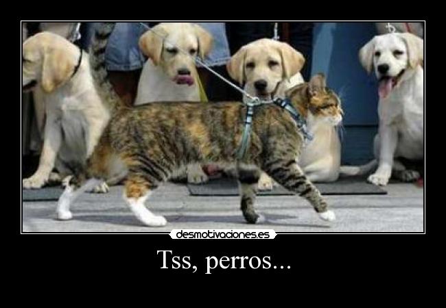 Tss, perros... - 