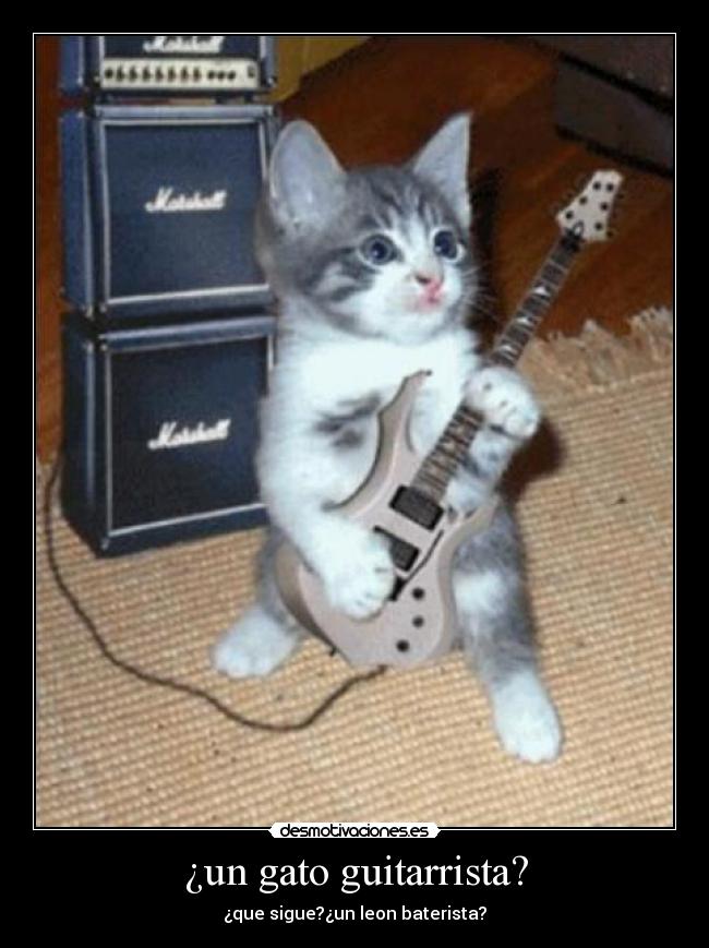 ¿un gato guitarrista? -