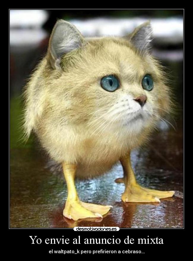 Yo envie al anuncio de mixta -
