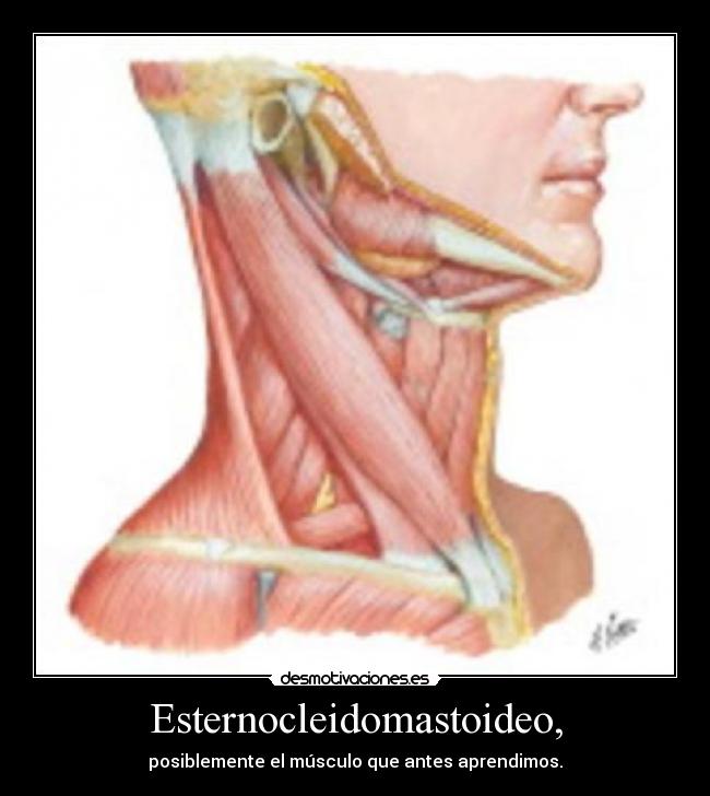 Esternocleidomastoideo, -
