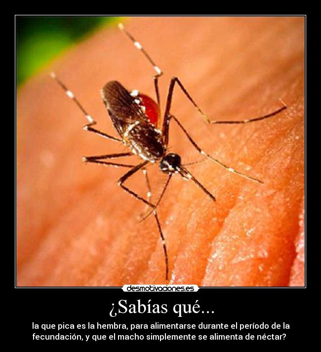 ¿Sabías qué... - la que pica es la hembra, para alimentarse durante el período de la
fecundación, y que el macho simplemente se alimenta de néctar?