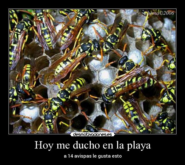 Hoy me ducho en la playa - a 14 avispas le gusta esto