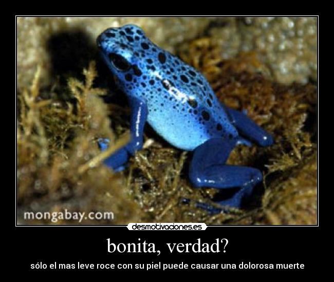 bonita, verdad? -