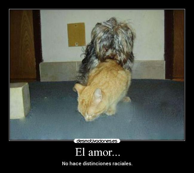 El amor... - No hace distinciones raciales.