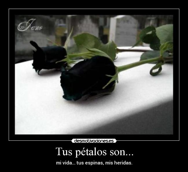 Tus pétalos son... - mi vida... tus espinas, mis heridas.