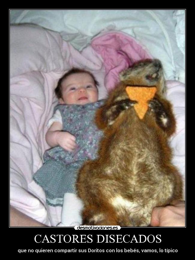 CASTORES DISECADOS - que no quieren compartir sus Doritos con los bebés, vamos, lo típico