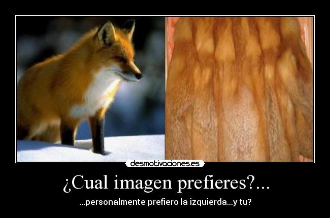 ¿Cual imagen prefieres?... -