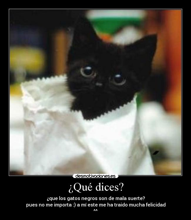 ¿Qué dices? - ¿que los gatos negros son de mala suerte?
pues no me importa :) a mí este me ha traido mucha felicidad
^^