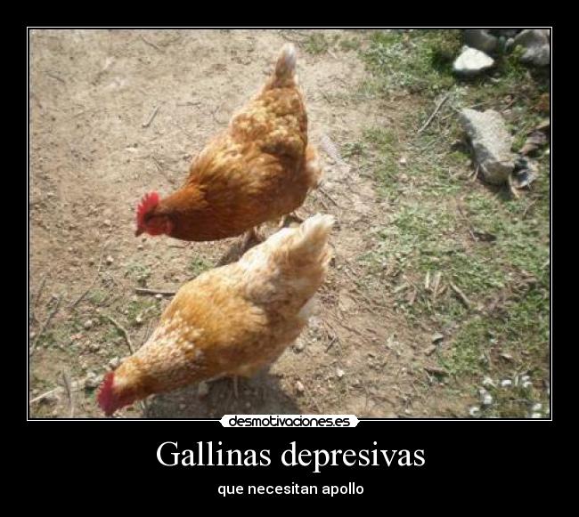 Gallinas depresivas - que necesitan apollo