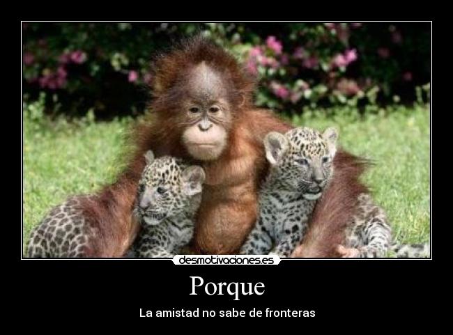 Porque - La amistad no sabe de fronteras