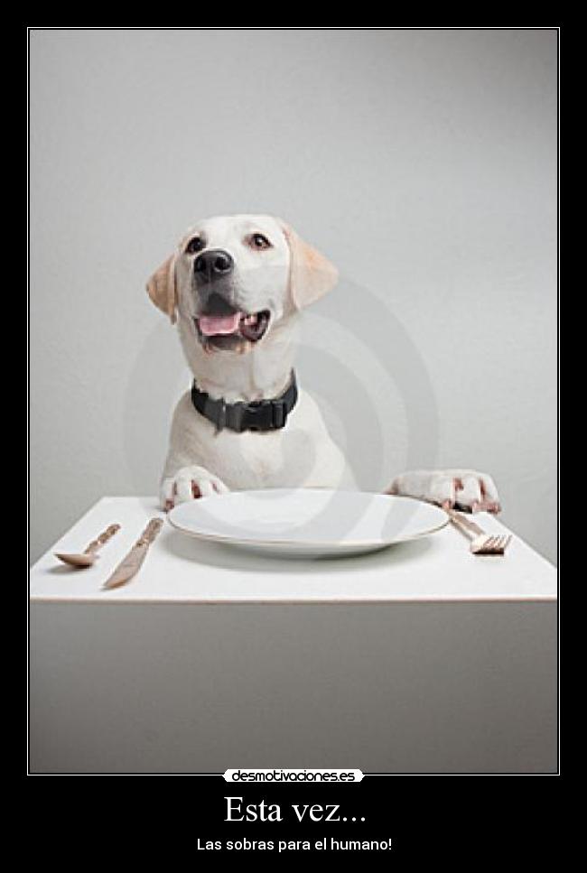 carteles perrooo desmotivaciones